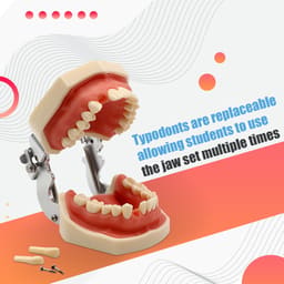 iDENTical Nissin Type Typodont Jaw Set M8011	 - 13