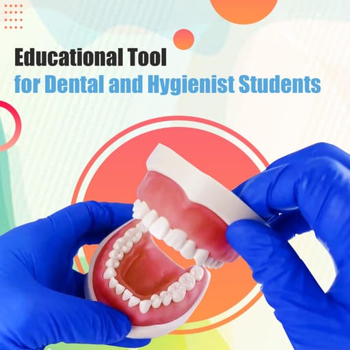 iDENTical Nissin Type Typodont Jaw Set M8011	
