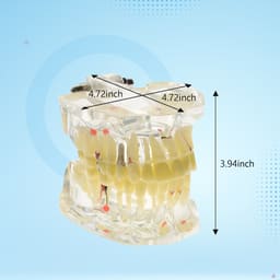 iDENTical Adult Pathologies Model M4001-1 - 9