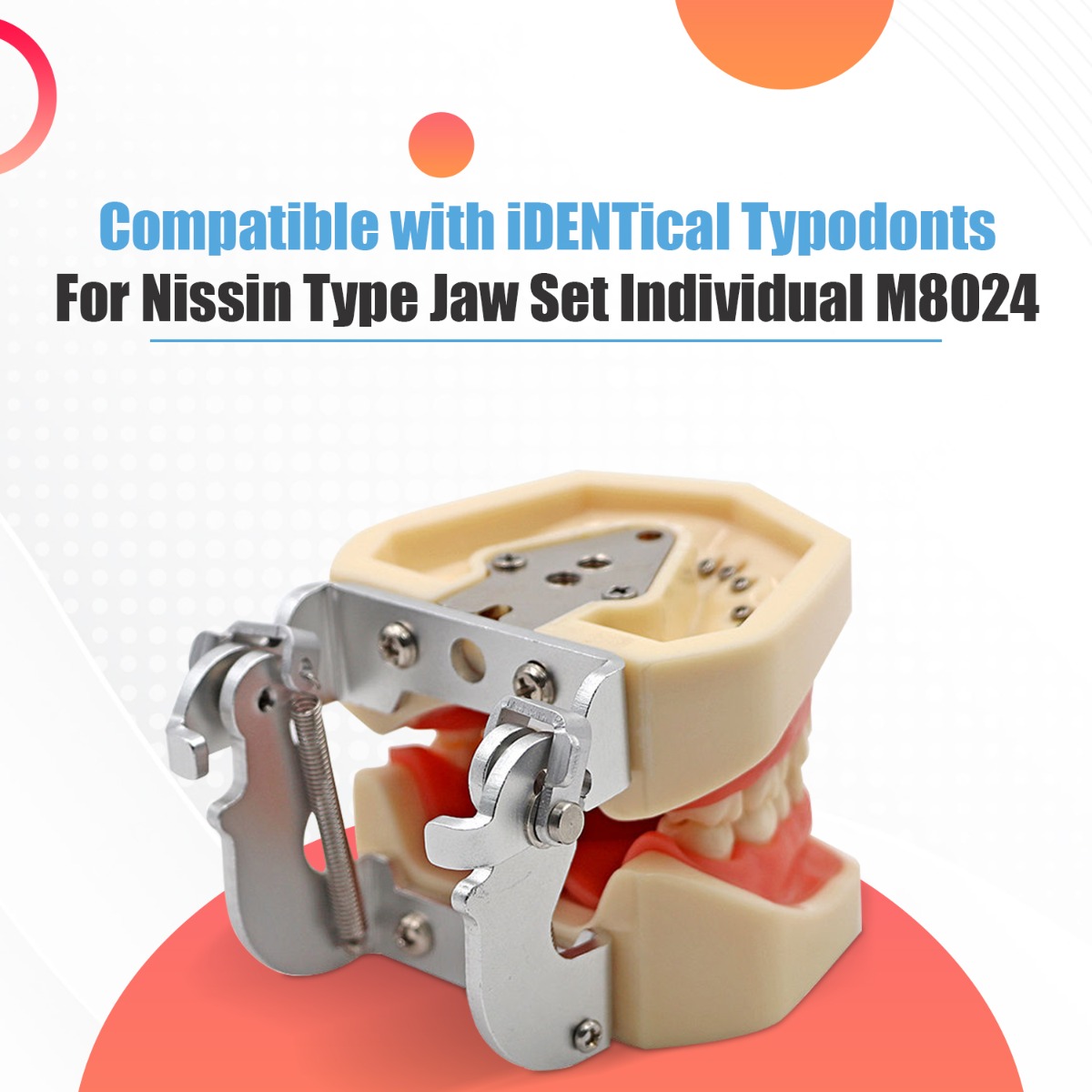 iDENTical Nissin Type Typodont Jaw Set M8011	