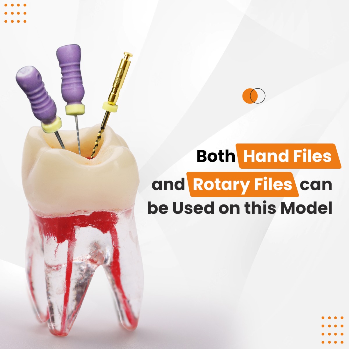 iDENTical Root Canal (RCT) Practice Tooth Model - M8008