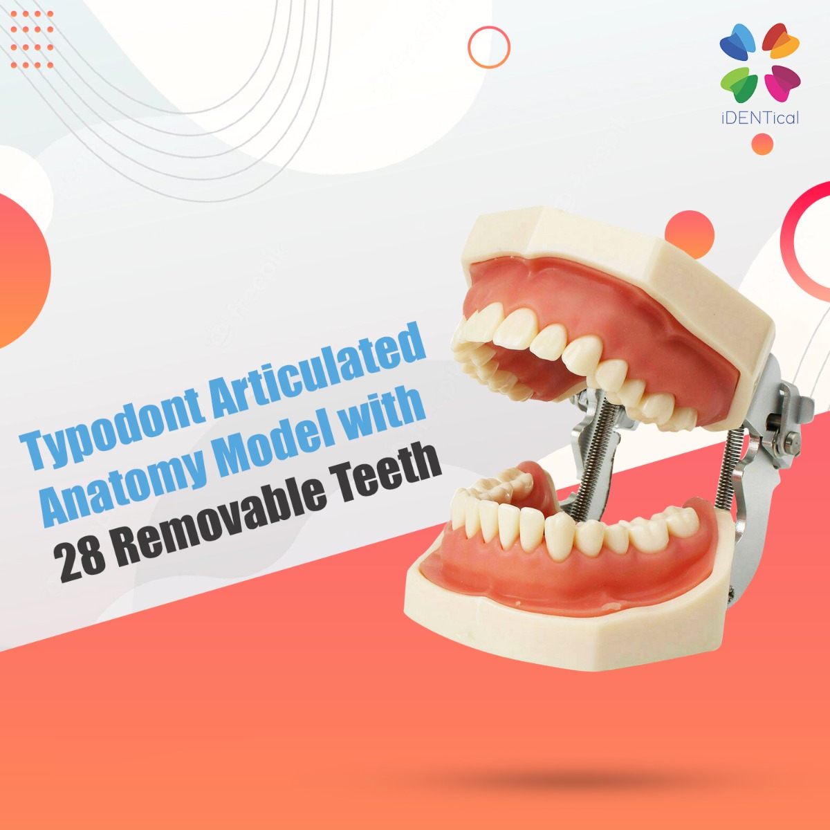 iDENTical Nissin Type Typodont Jaw Set M8011	