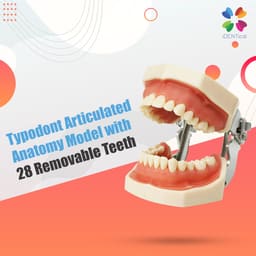 iDENTical Nissin Type Typodont Jaw Set M8011	 - 7