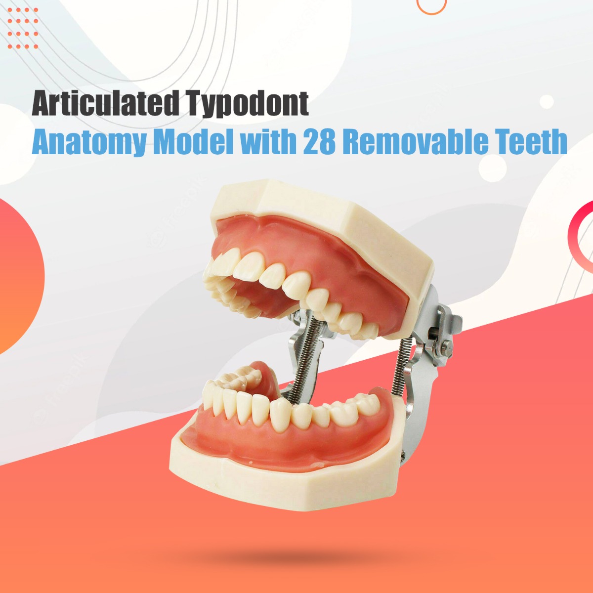 iDENTical Nissin Type Typodont Jaw Set M8011	