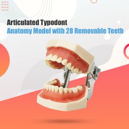 iDENTical Nissin Type Typodont Jaw Set M8011	 - 8