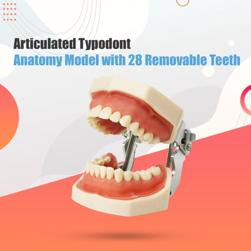iDENTical Nissin Type Typodont Jaw Set M8011	