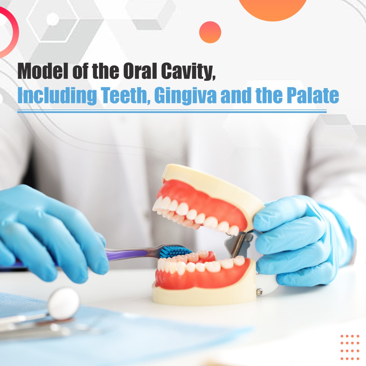iDENTical Nissin Type Typodont Jaw Set M8011	
