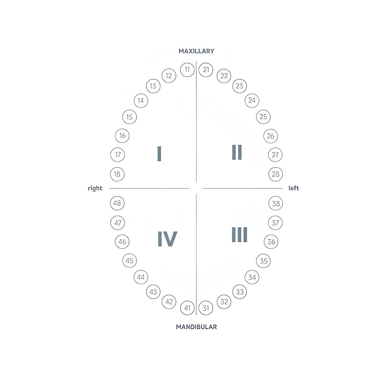 Waldent Stainless Steel Rubber Dam Instrument Kit