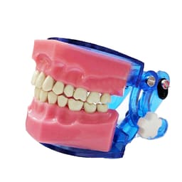 Api Jaw Set And Teeth B-561 - 3