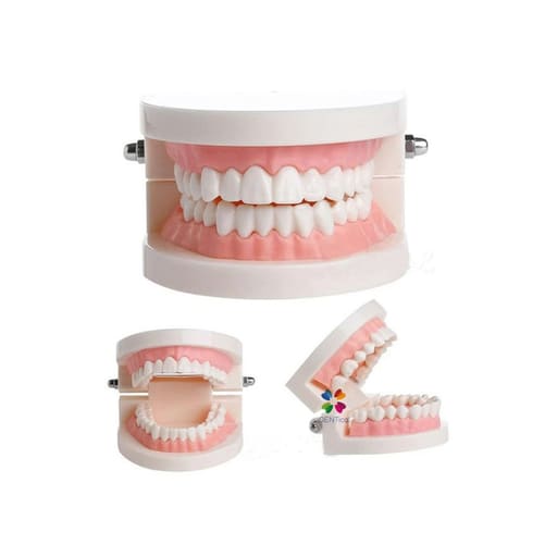 iDENTical Dental Model For Patient Education MD-105