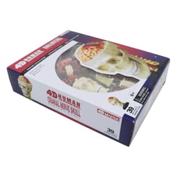 iDENTical 4D Skull Education Model (M7037) - 5