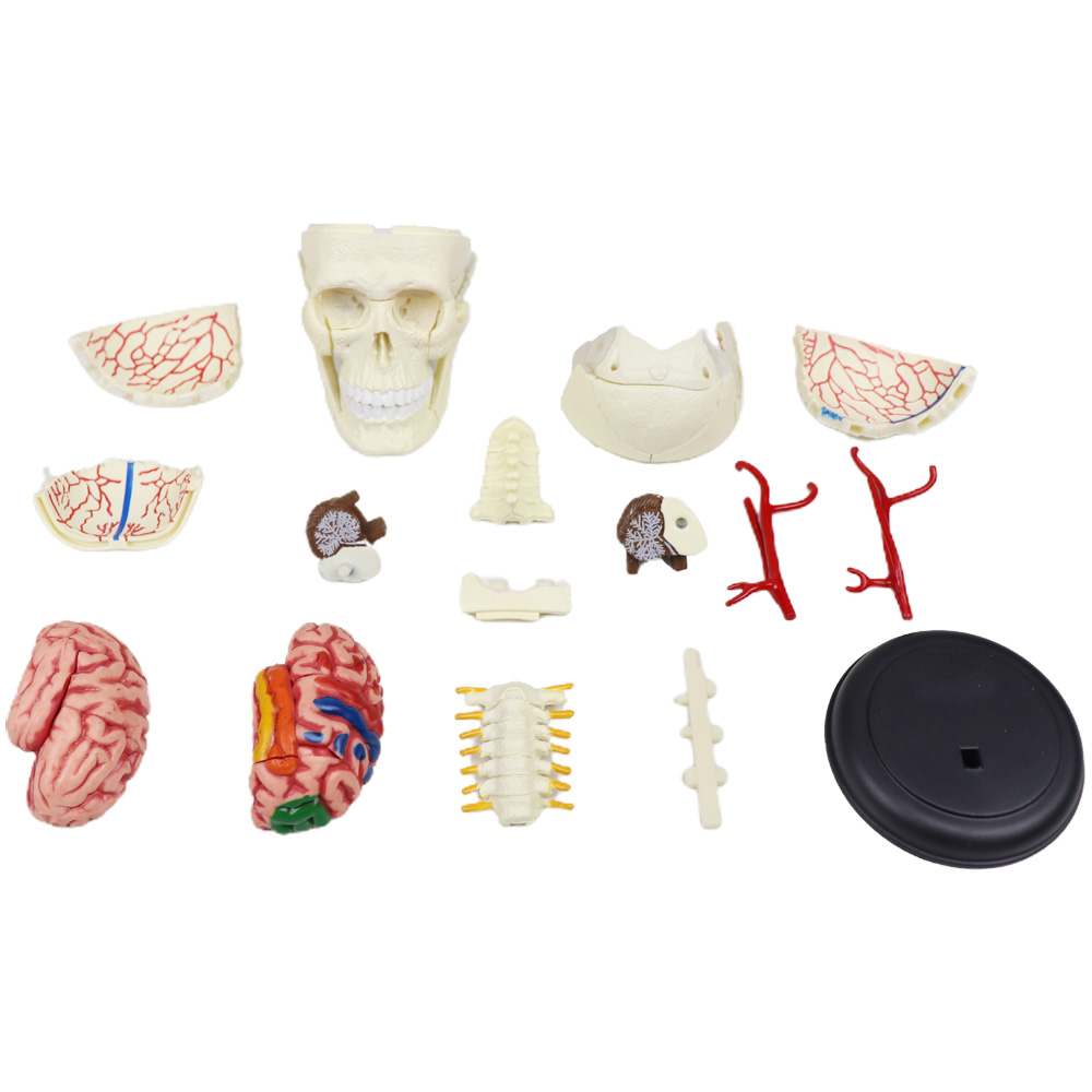 iDENTical 4D Skull Education Model (M7037)