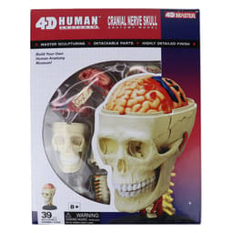 iDENTical 4D Skull Education Model (M7037) - 4