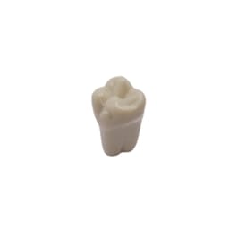 Columbia Dentoform Typodont Ivorine Teeth (T-560 #3)