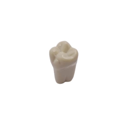 Columbia Dentoform Typodont Ivorine Teeth (T-560 #3)