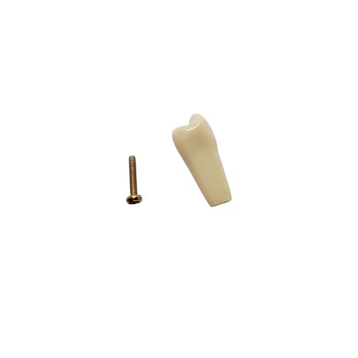 Columbia Dentoform Typodont Ivorine Teeth (T-560 #4)