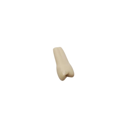 Columbia Dentoform Typodont Ivorine Teeth (T-560 #5)