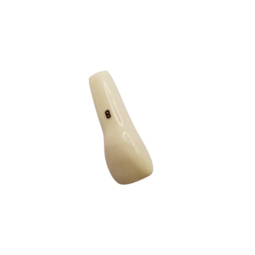 Columbia Dentoform Typodont Ivorine Teeth (T-560 #8)