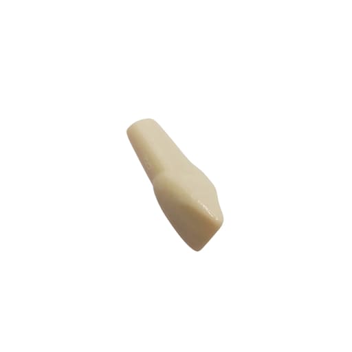 Columbia Dentoform Typodont Ivorine Teeth (T-560 #9)