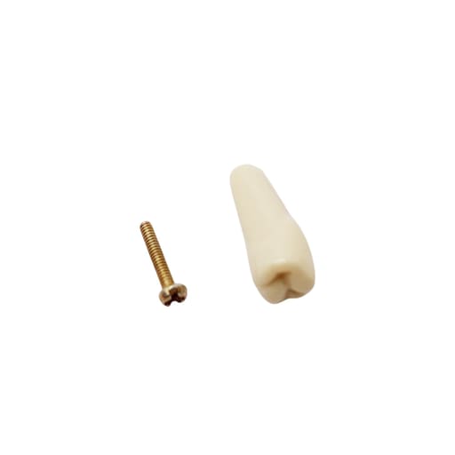 Columbia Dentoform Typodont Ivorine Teeth (T-560 #20)