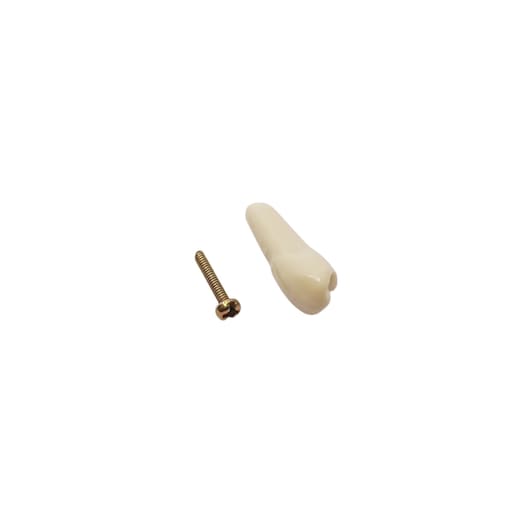 Columbia Dentoform Typodont Ivorine Teeth (T-560 #21)