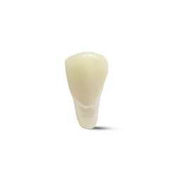 Columbia Dentoform Typodont Ivorine Teeth (T-560 #27)