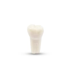 Columbia Dentoform Typodont Ivorine Teeth (T-560 #32)