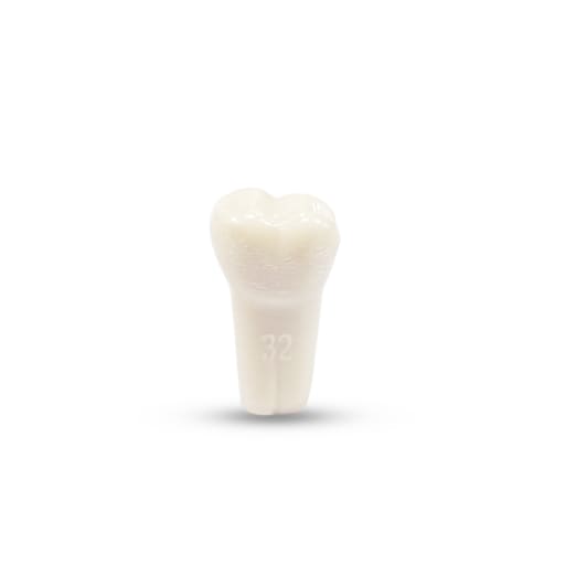 Columbia Dentoform Typodont Ivorine Teeth (T-560 #32)
