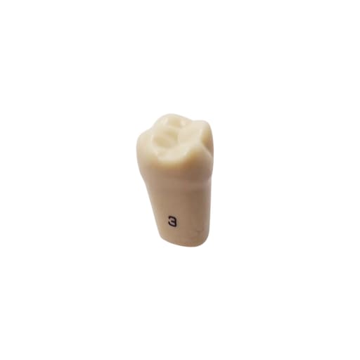 Columbia Dentoform Typodont Ivorine Teeth (T-860 #3)