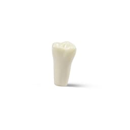 Columbia Dentoform Typodont Ivorine Teeth (T-860 #14)