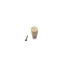 Columbia Dentoform Typodont Ivorine Teeth (T-860 #17)