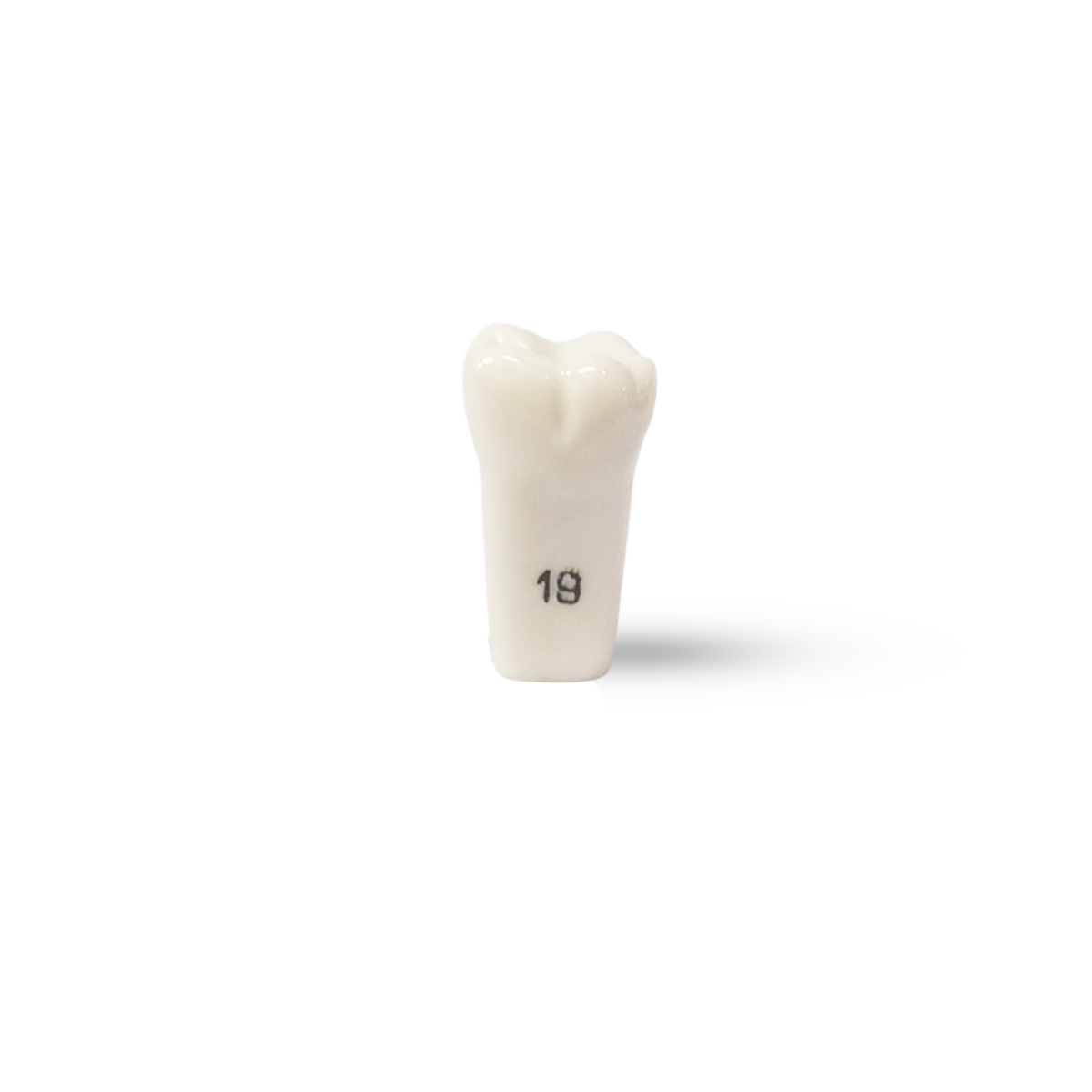 Columbia Dentoform Typodont Ivorine Teeth (T-860 #19)