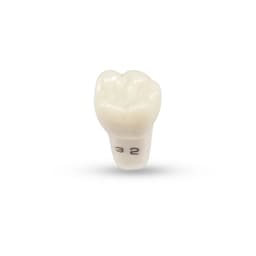 Columbia Dentoform Typodont Ivorine Teeth (T-860 #32)