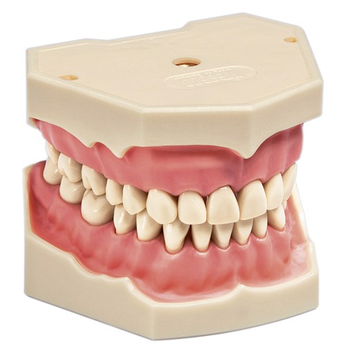 iDENTical Frasaco Type Typodont Jaw Set M8014-1 (Without Hinge)