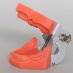 iDENTical Standard Edentulous Model M7041 - 2