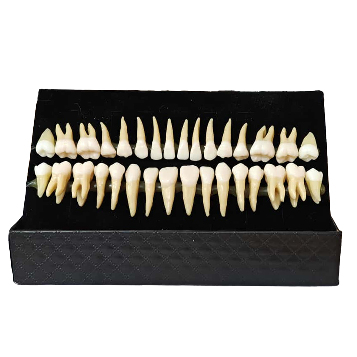 iDENTical Individual Adult Model Teeth - Set of 32 M7022