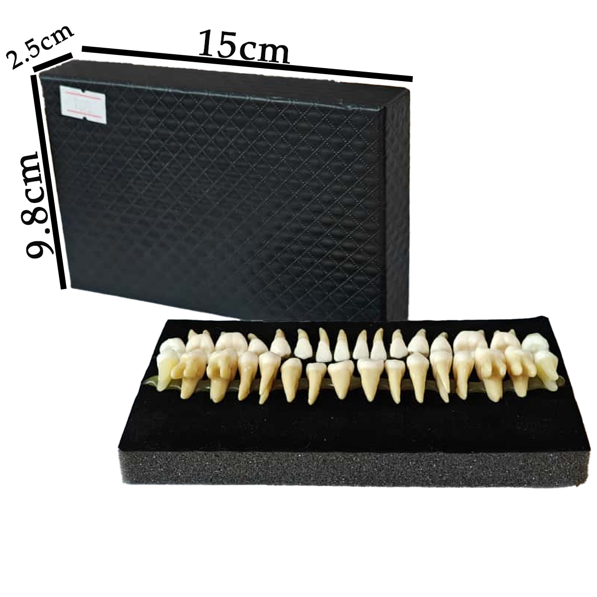 iDENTical Individual Adult Model Teeth - Set of 32 M7022
