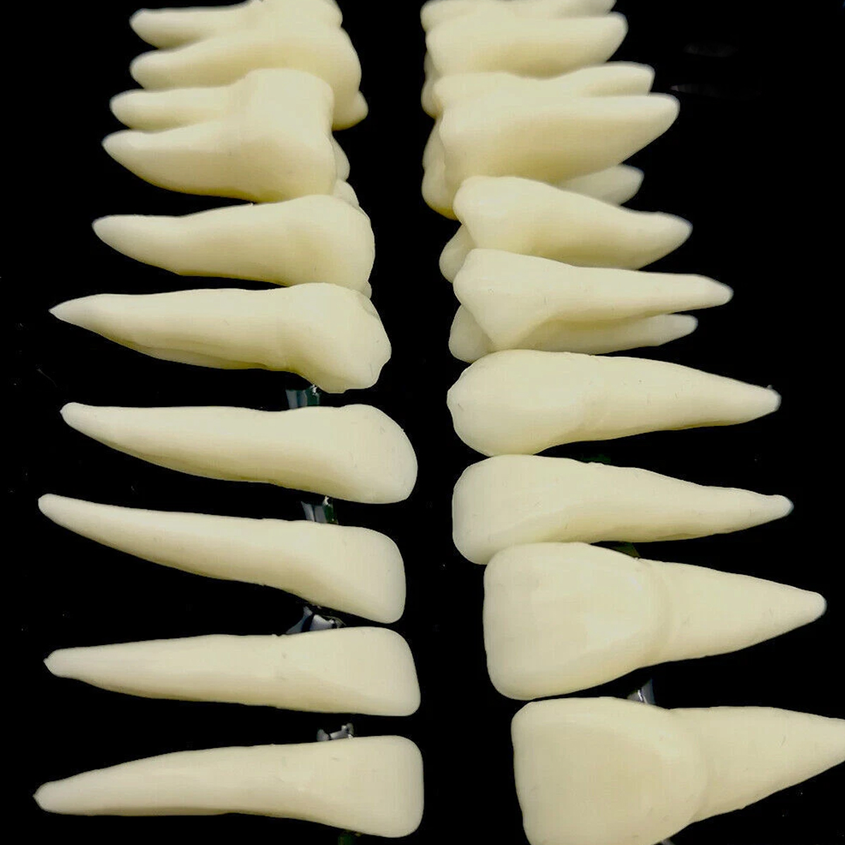iDENTical Individual Adult Model Teeth - Set of 32 M7022