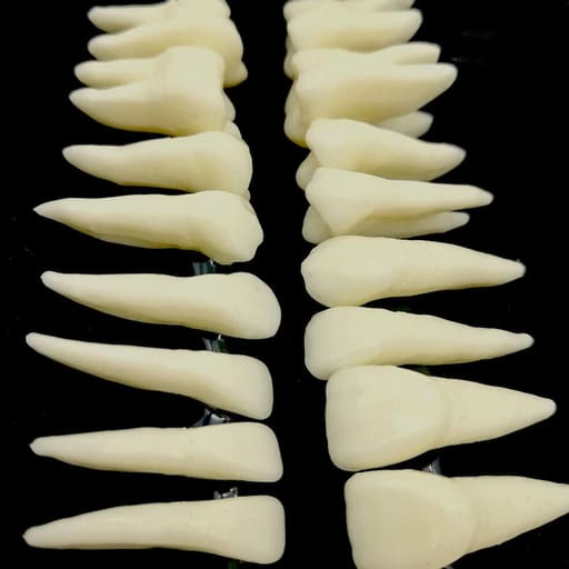iDENTical Individual Adult Model Teeth - Set of 32 M7022
