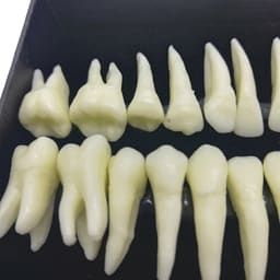 iDENTical Individual Adult Model Teeth - Set of 32 M7022 - 7