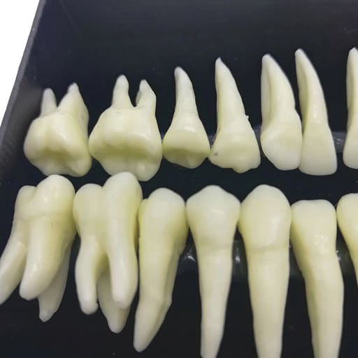 iDENTical Individual Adult Model Teeth - Set of 32 M7022