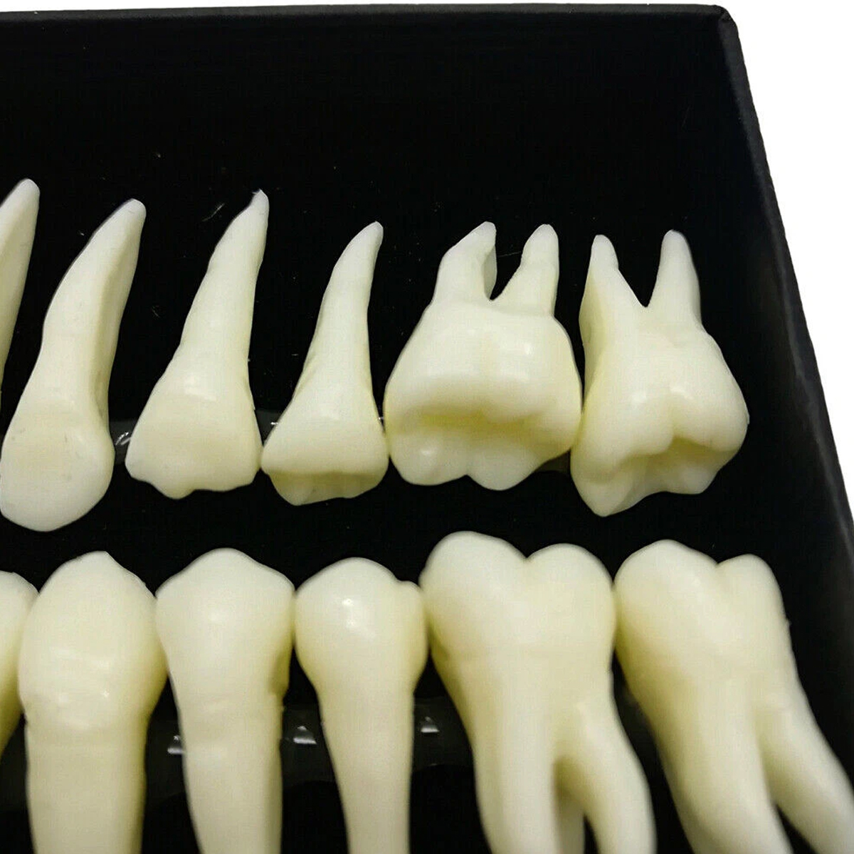 iDENTical Individual Adult Model Teeth - Set of 32 M7022