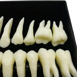 iDENTical Individual Adult Model Teeth - Set of 32 M7022 - 8