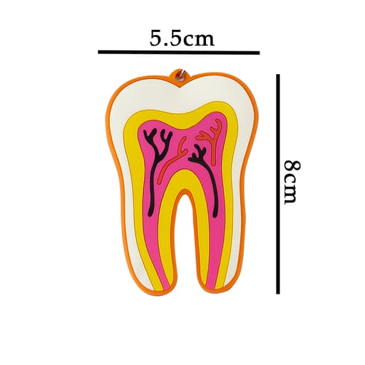 iDENTical Tooth Anatomy Keychain - Multicolor (3027)