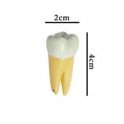 iDENTical Molar Tooth Keychain (Upside Down) - White ZYR-3001 - 4