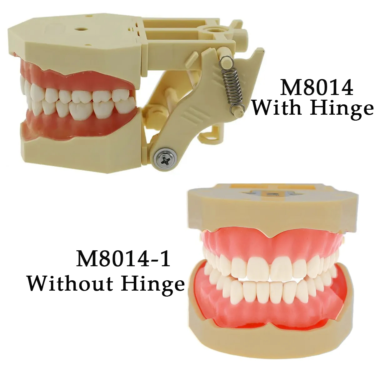 iDENTical Frasaco Type Typodont Jaw Set
