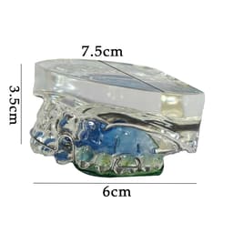 iDENTical Orthodontic Model With Multicolor Retainer M3011 - 5