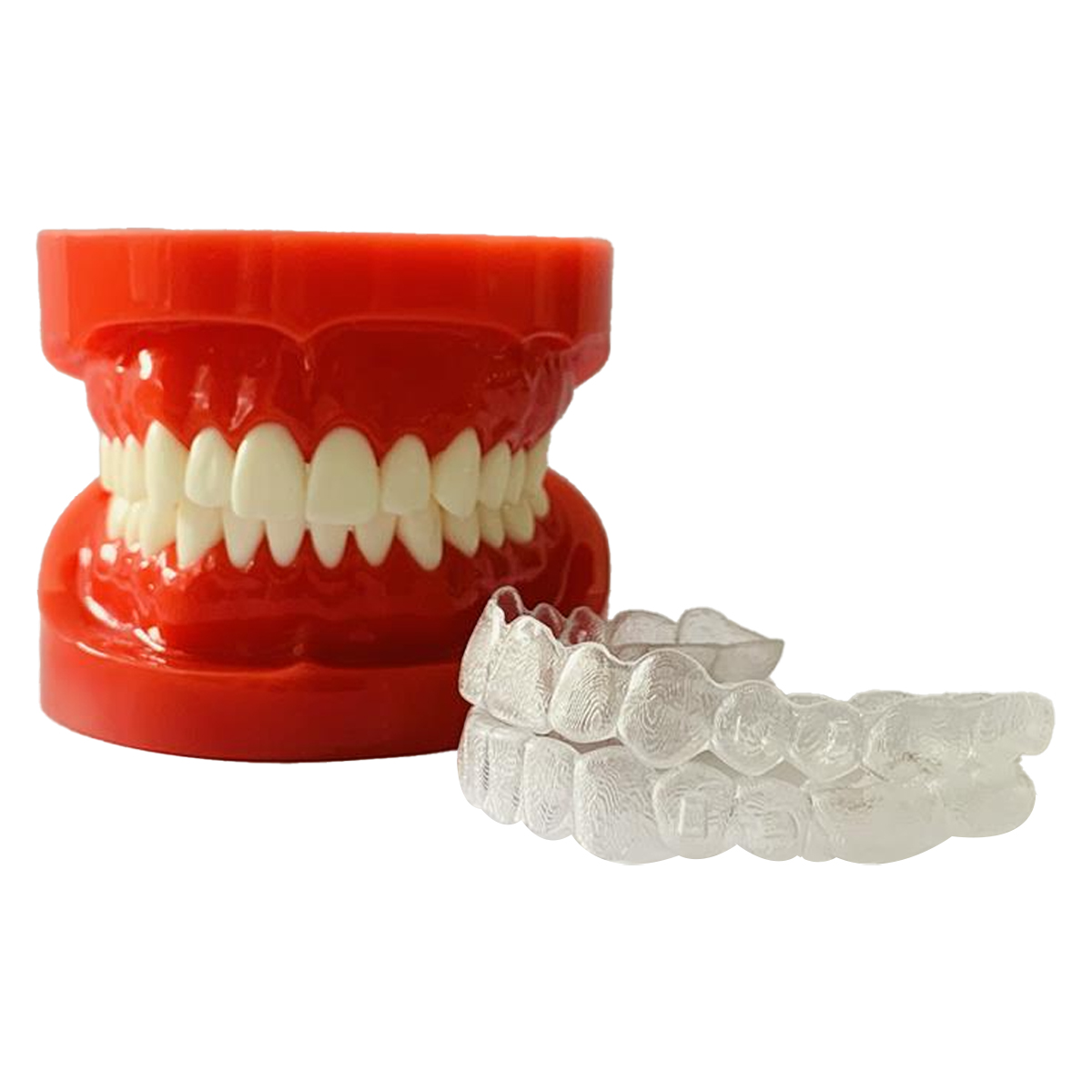 iDENTical Orthodontic Model With Transparent Retainer M3015