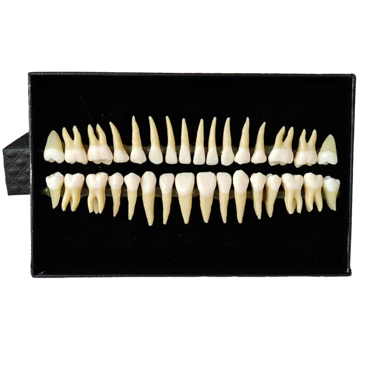 iDENTical Individual Adult Model Teeth - Set of 32 M7022