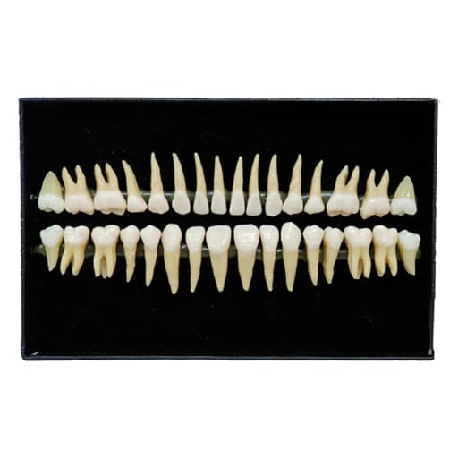 iDENTical Individual Adult Model Teeth - Set of 32 M7022